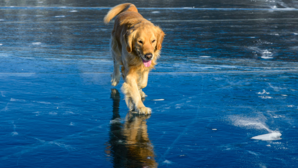 Livsfarligt att inte koppla din hund på isen